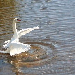 Schwan