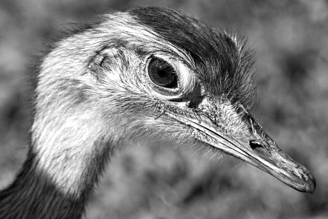 Nandu