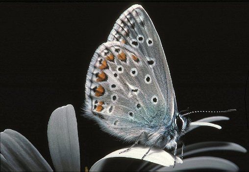 Schmetterling
