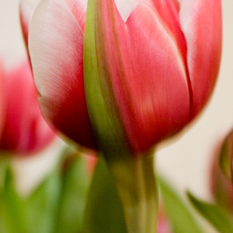 Tulpe
