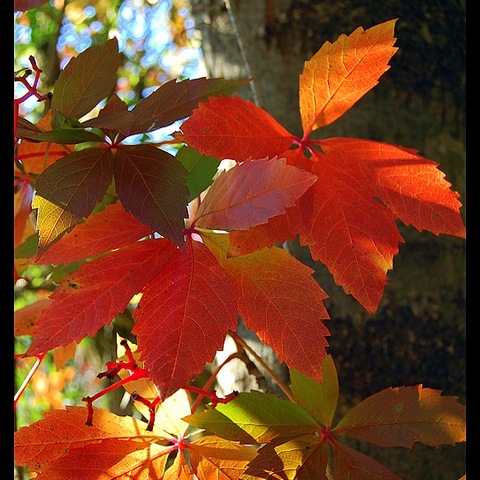 rotgoldener Herbst