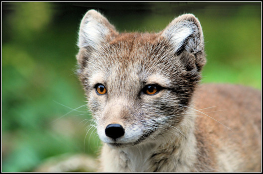 Polarfuchs