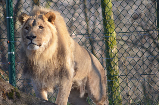 King...