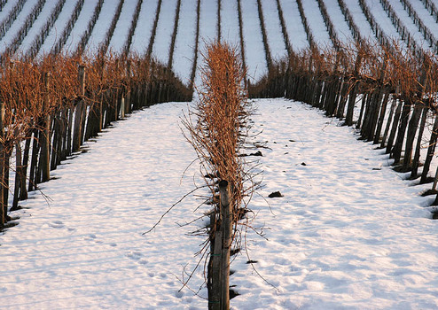 winterwein