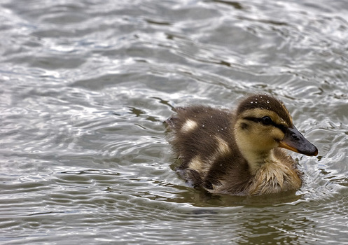 Ente