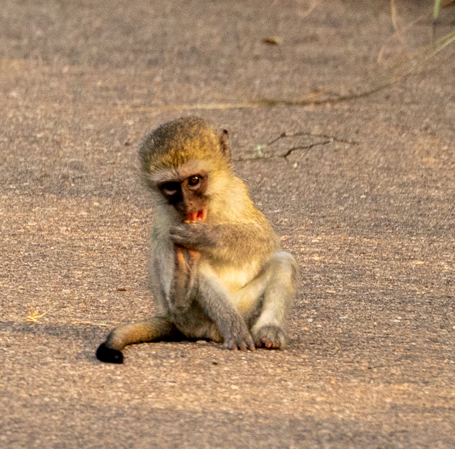 Kruger Nationalpark