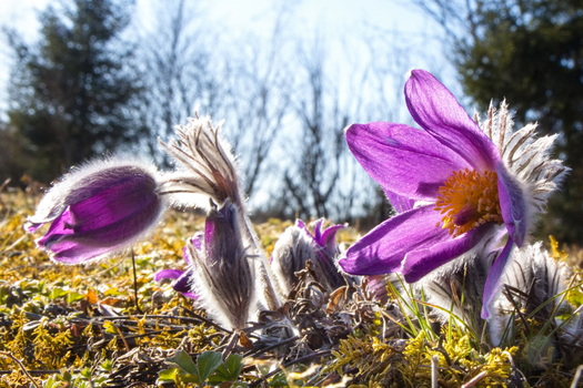 Kuhschelle in der Natur