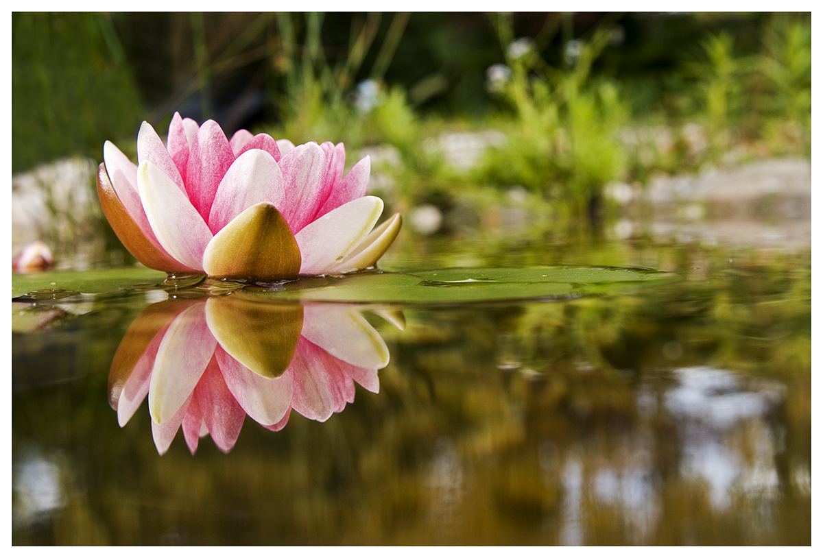 Seerose - Spiegelung