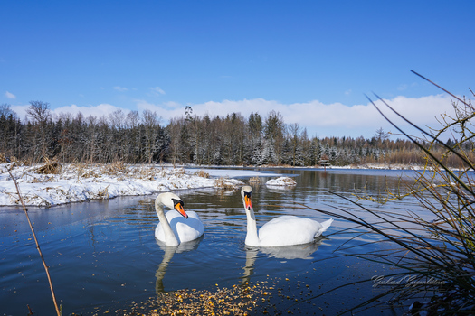Schwäne im Winter