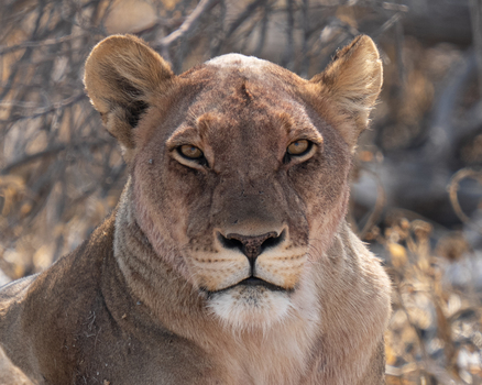 Lion