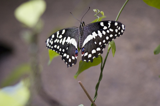 Schmetterling