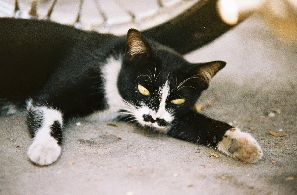 Sie nannten ihn Moustache