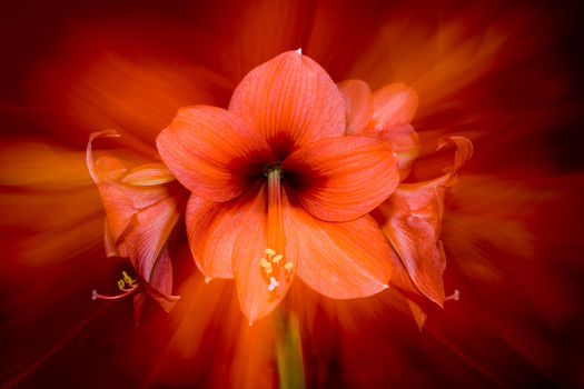 Fireflowers