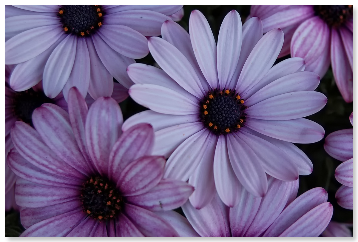 blumen