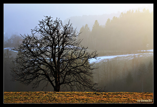 Baum im Sonnenuntergang