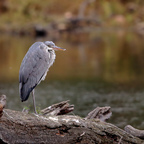 Graureiher (Ardea cinerea)