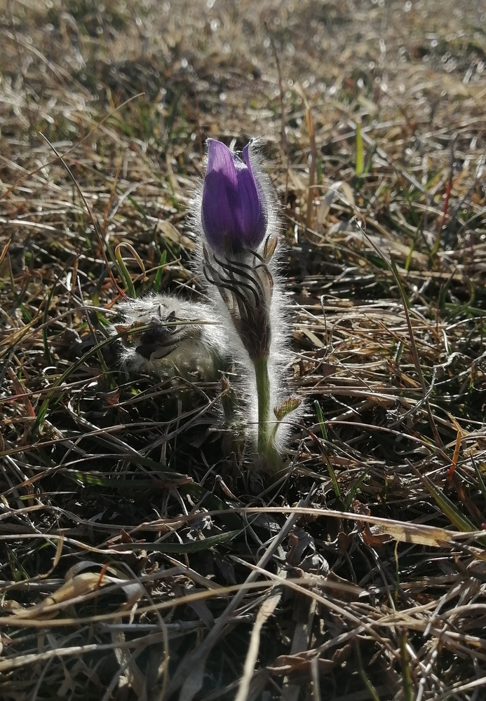 Blumen