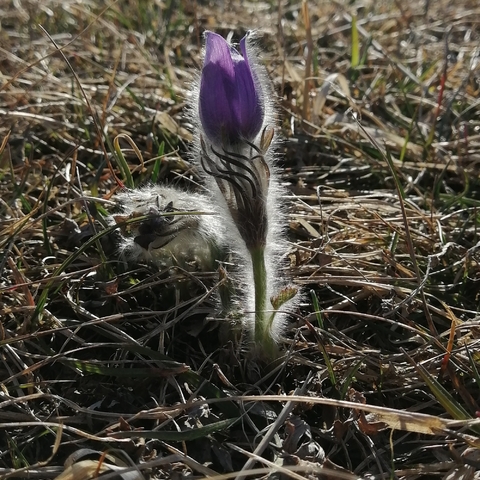 Blumen