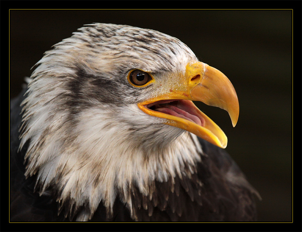 Weißkopfseeadler