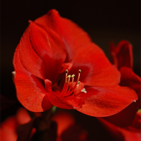 amaryllis