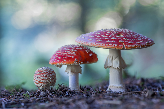 Fliegenpilz Trio