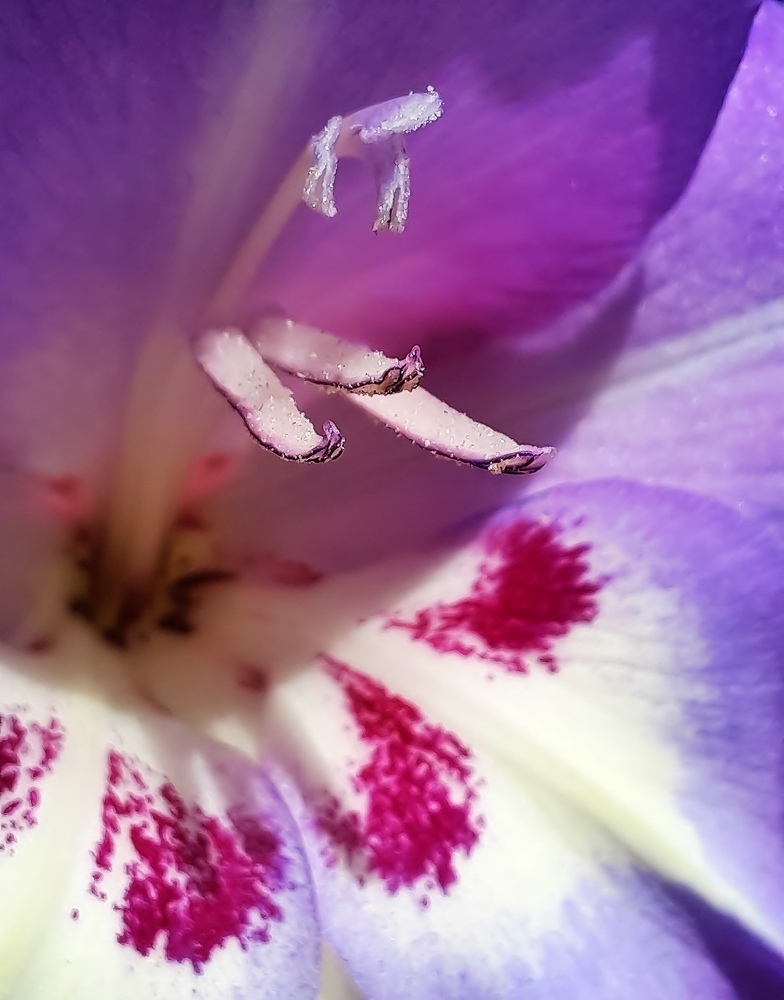 Gladiole...