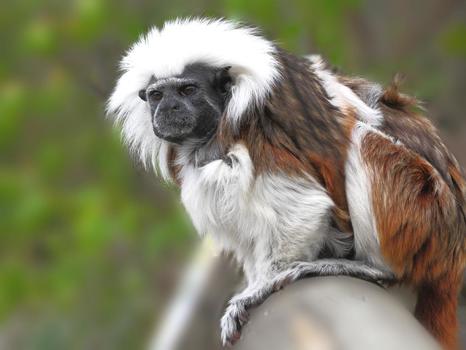 Tierpark Herberstein
