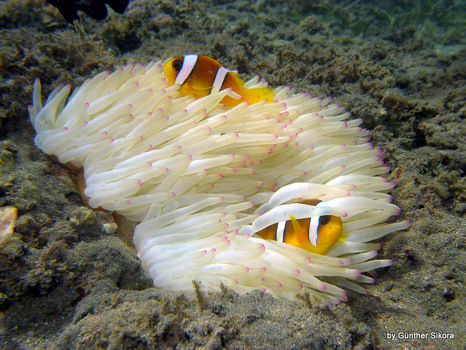Anemone