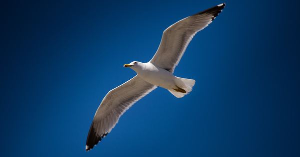 Möwe 3