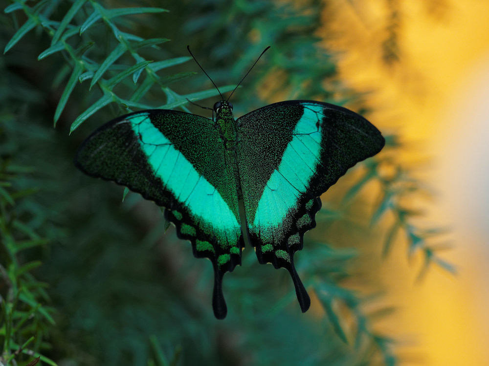 Schmetterling