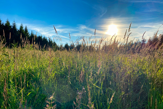 Das ist Natur