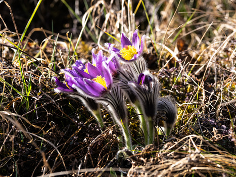 Blumen für die Damen!