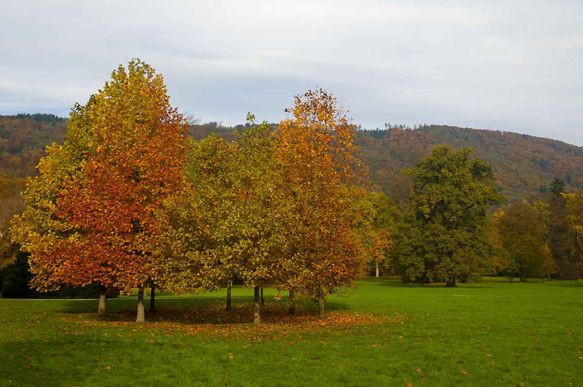 Herbst im Schlosspark
