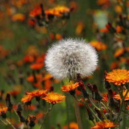 Pusteblume