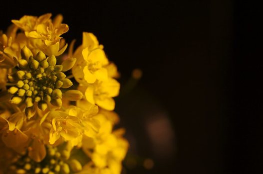 Blume - Farbe - 2