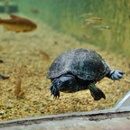 Smiling turtle