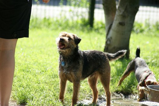 Mein Freund Chester