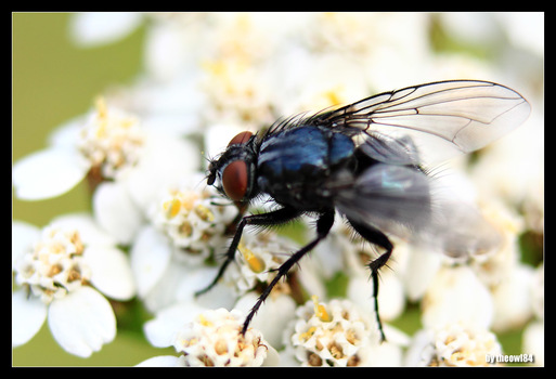 Fliegenmakro