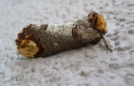Mondvogel (Phalere becephala)
