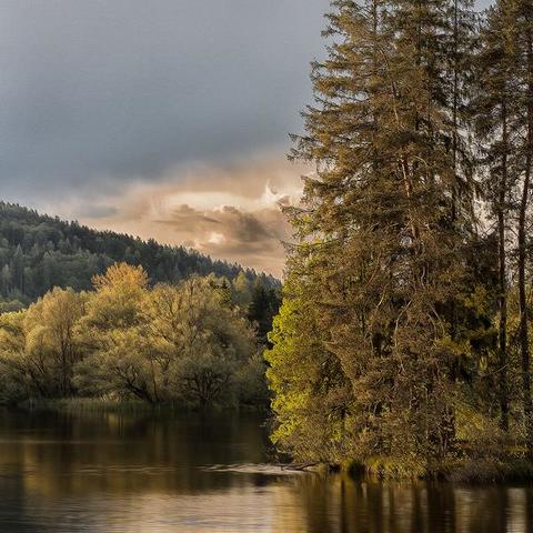 Wald im Teich