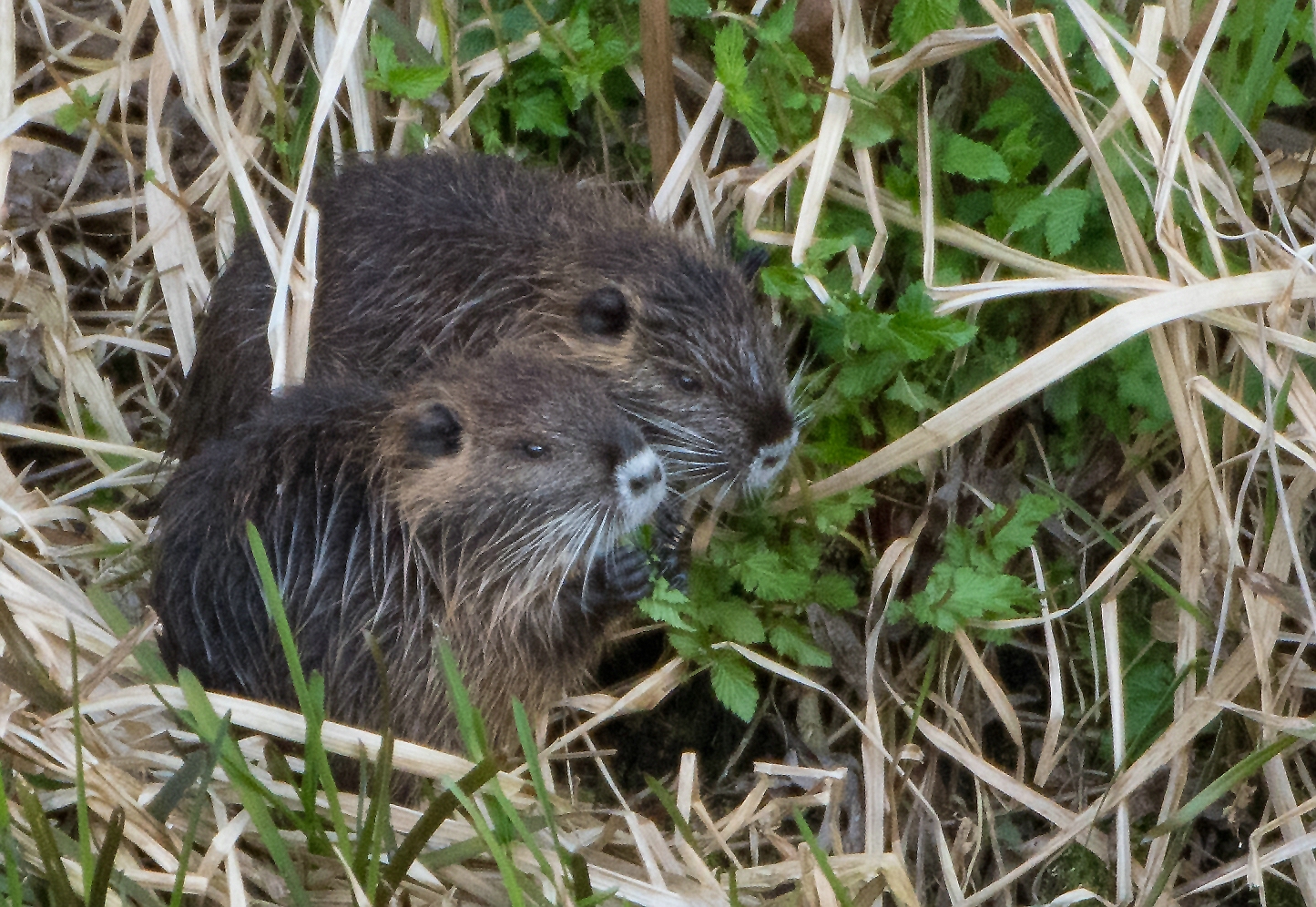 Nutrianachwuchs