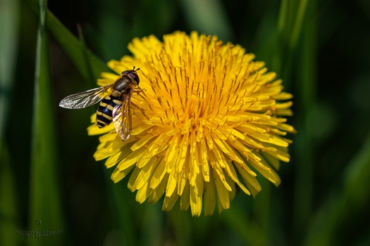 Löwenzahnblüte mit Schwebfliege