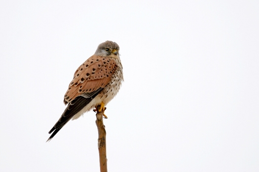 Turmfalke