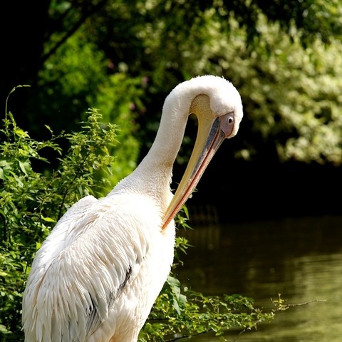 Pelikan