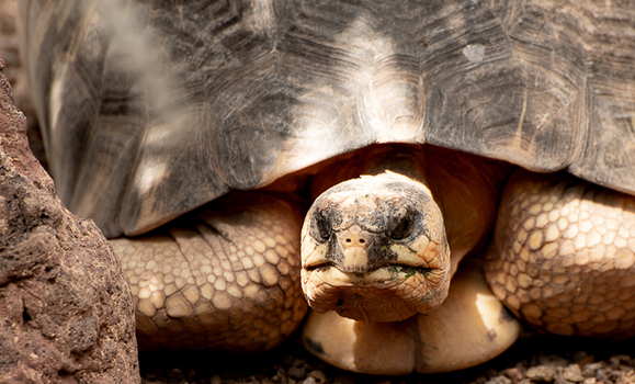 Streifenschildkröte