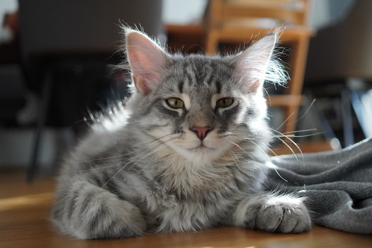 Kater