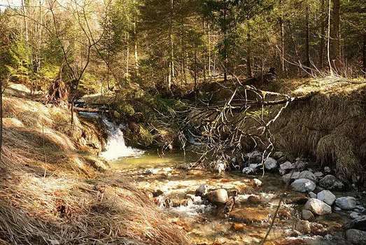 Wild Nature