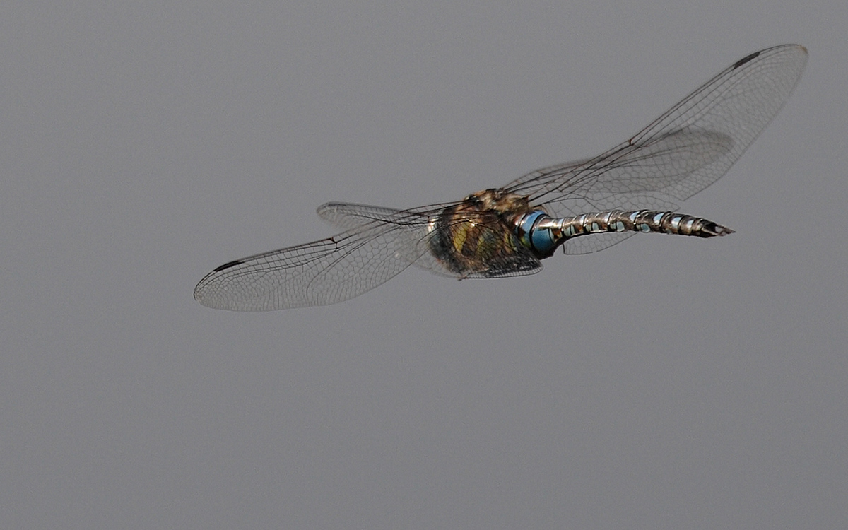 Libelle...
