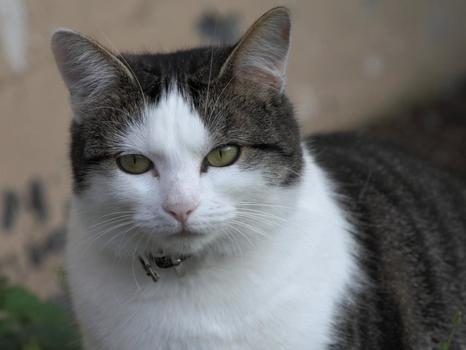 Katze