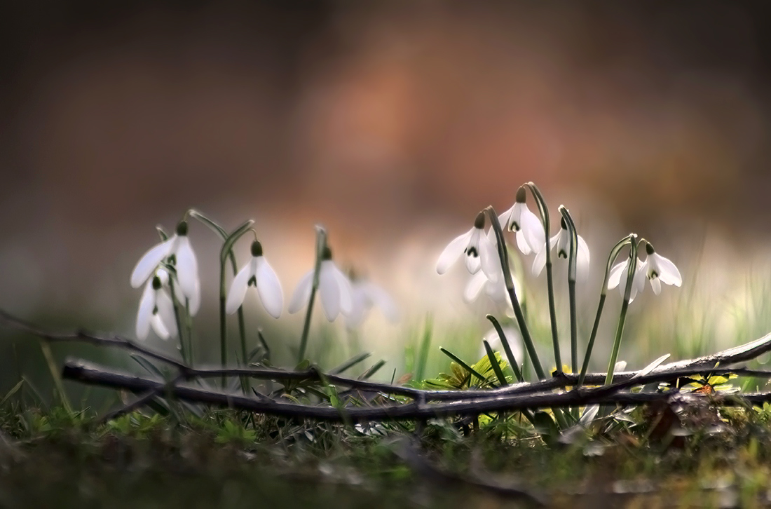 Frühling 2014